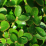 Buxus sempervirens 'Suffruticosa'.png